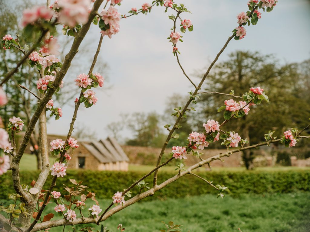 Branches covered with blossom look out over the hen house at the Newt in Somerset