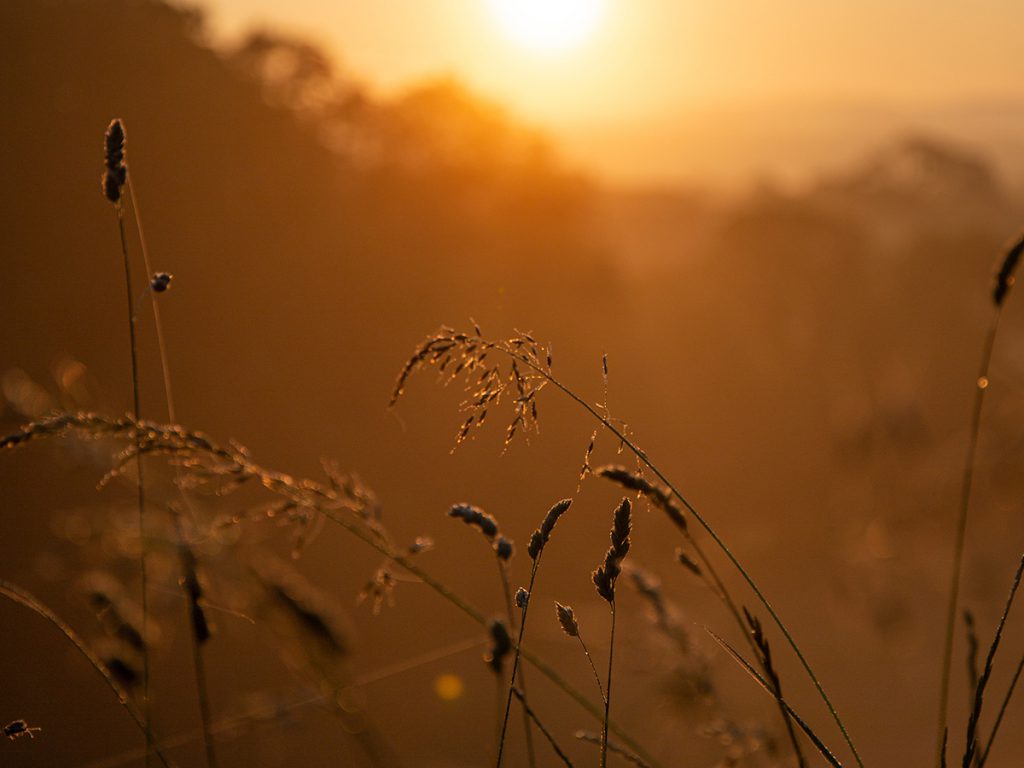 Sunset on summer solstice illuminating the grasses in The Newt Garden 