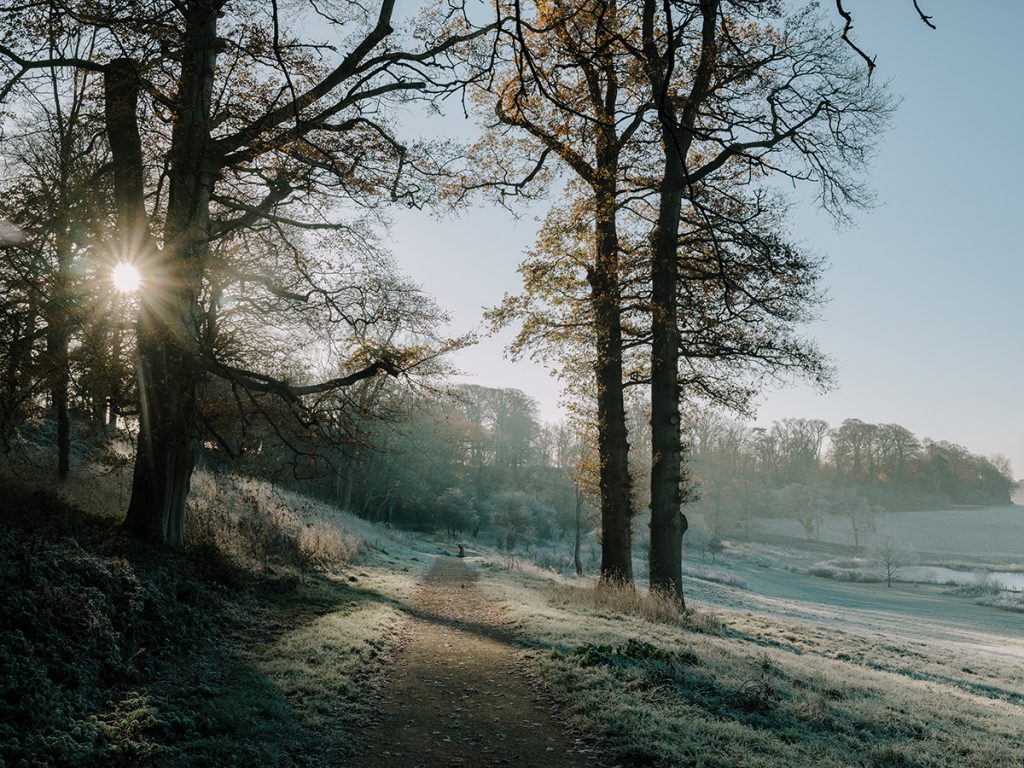 A frosty morning in The Newt woodland